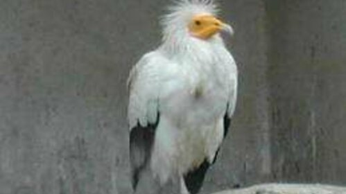 Le vautour percnoptère