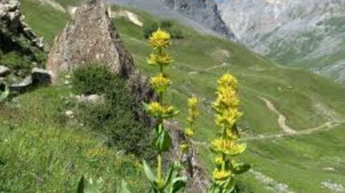 Récolte de la gentiane en Ariège