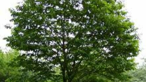 Les arbres de la forêt pyrénéenne