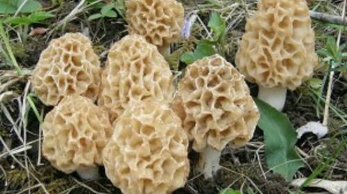 Les morilles