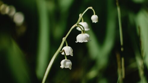 La tradition du muguet