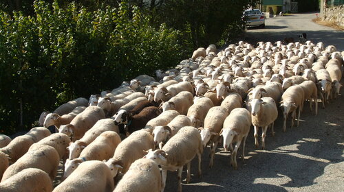 La Transhumance en Ariège Pyrénées